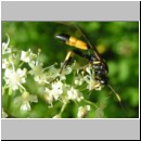 Ichneumon stramentor - Schlupfwespe w01d 14mm fdet02.jpg
